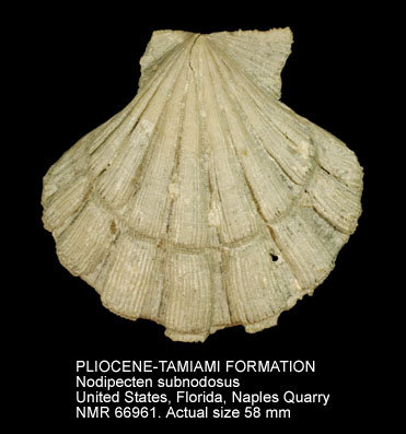 PLIOCENE-TAMIAMI FORMATION Nodipecten subnodosus.jpg - PLIOCENE-TAMIAMI FORMATION Nodipecten subnodosus (G.B.Sowerby,1835)